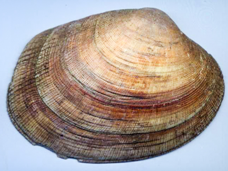 62 Impacto ambiental en fauna marina